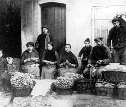 Witlooftelers in Haren | Collectie Erfgoedbank