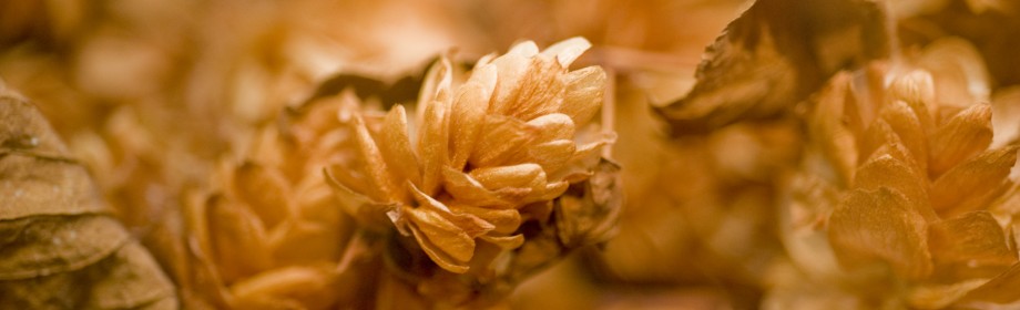 Hop, basisproduct van bier © Ivan Put
